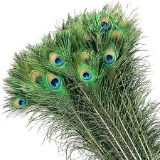 Cincuenta plumas MWOOT verdes con ocelo