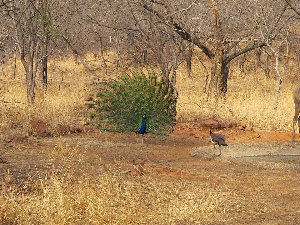 Pavo real desplegado en Ranthambore, fotografiado por Manoj.garde.