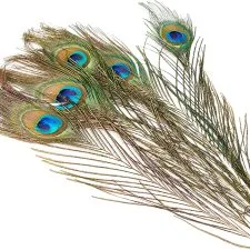Cinco plumas de pavo real Efco de 20–30 cm