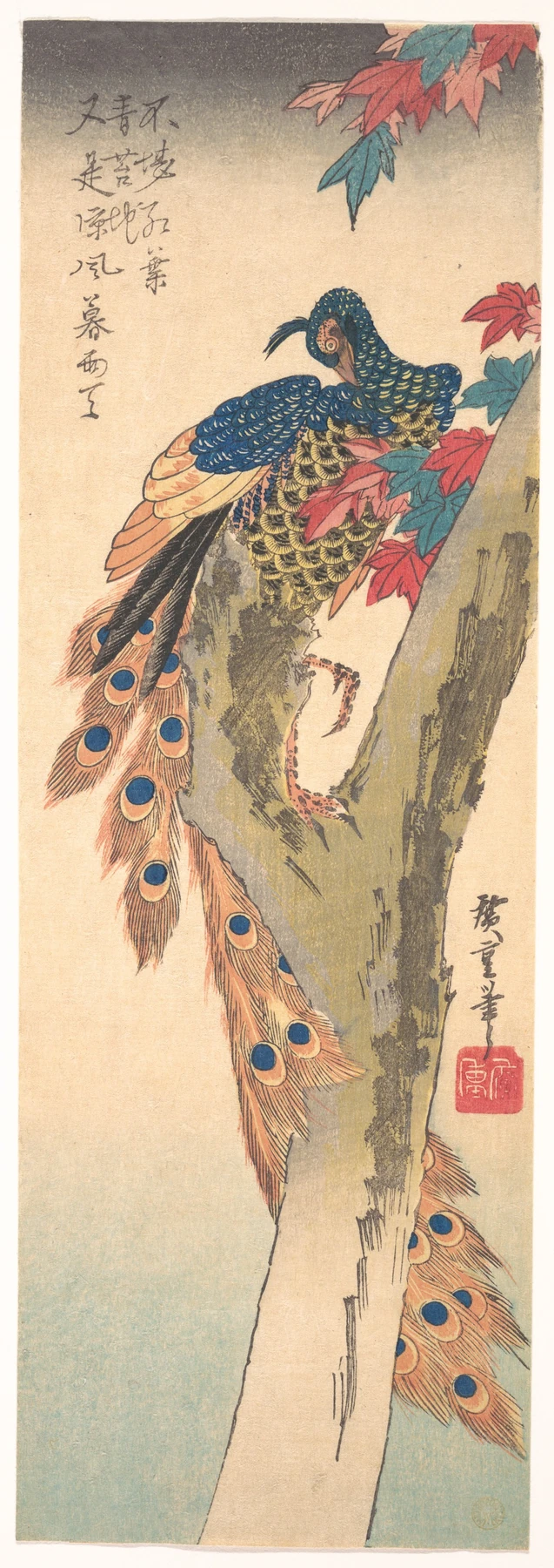 Estampa histórica de Hiroshige con un pavo real posado en un arce y largas plumas con ocelos.