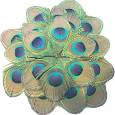 Treinta ocelos de pluma MWOOT para manualidades