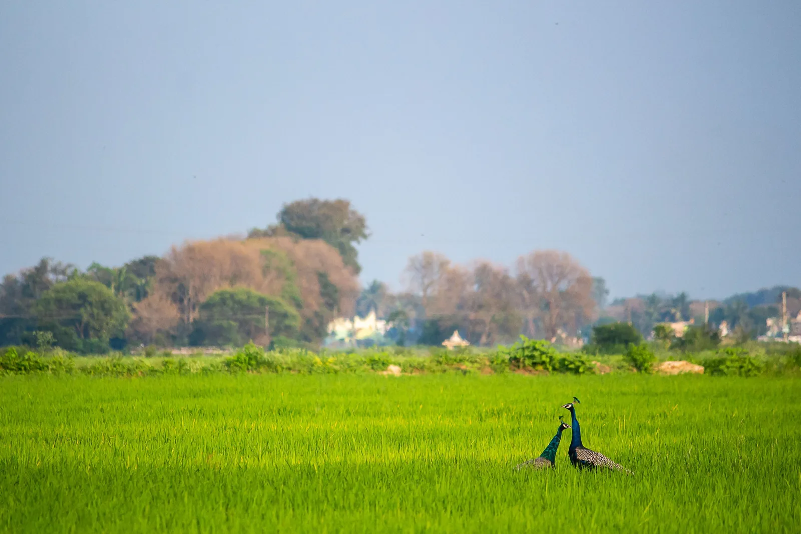 Dos pavos reales entre un campo verde y árboles al fondo, en India.