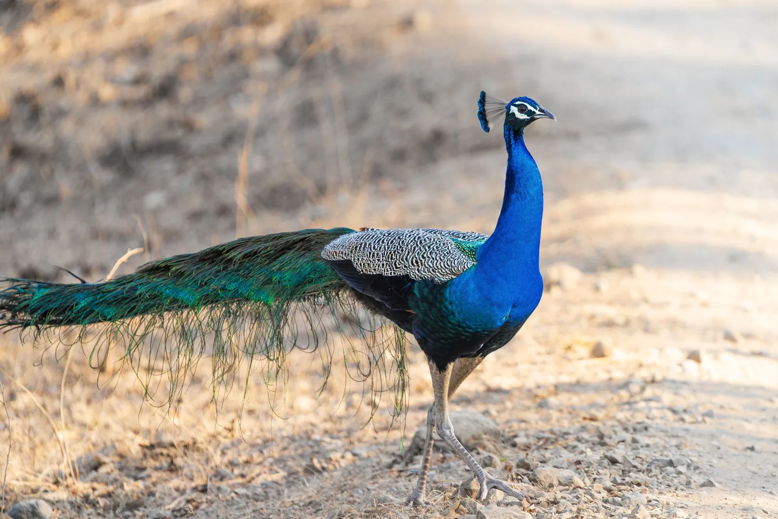 Pavo real de la India junto a un sendero en Sasan Gir, Gujarat.