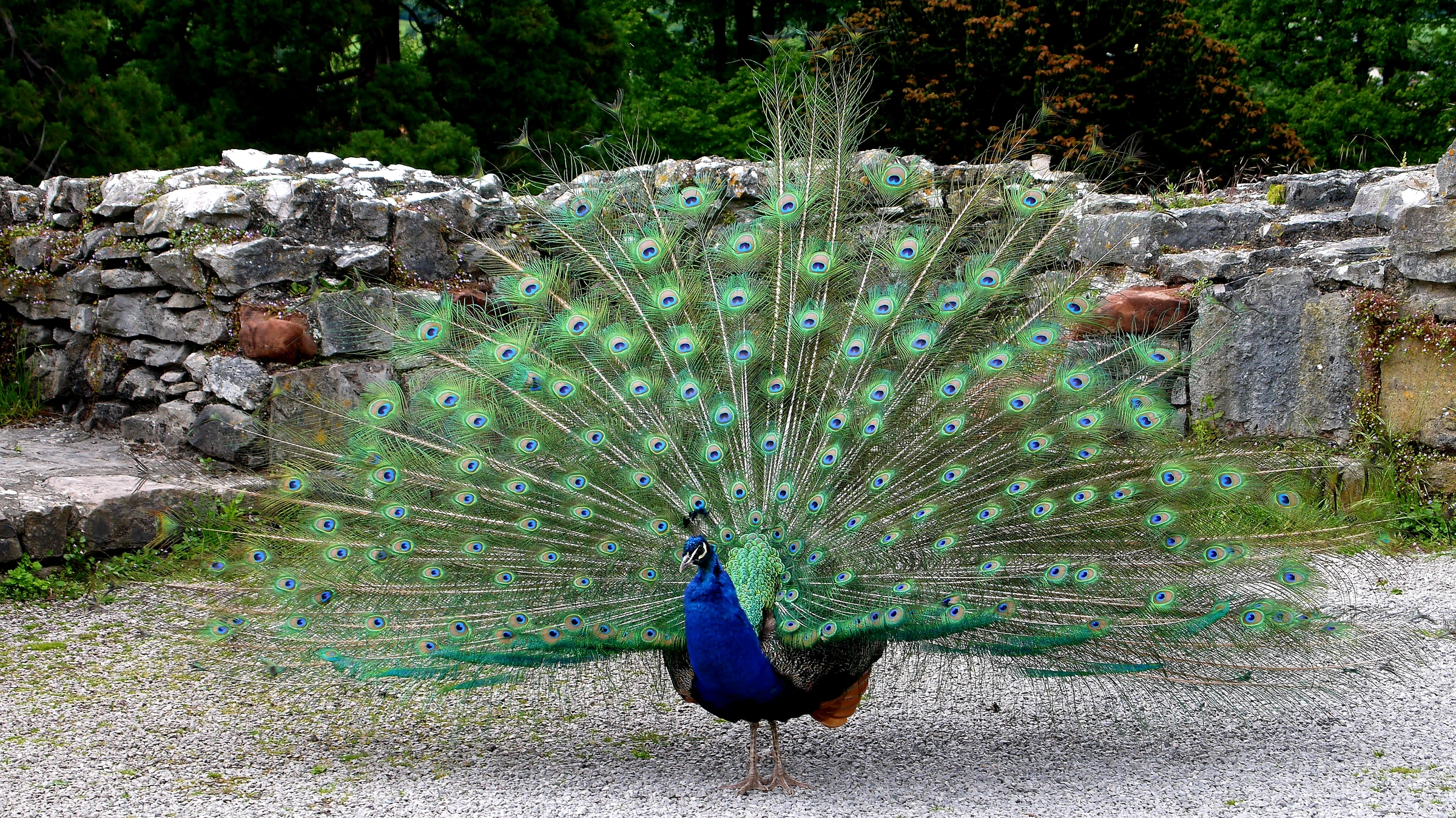 Pavo real azul con su gran abanico de ocelos desplegado.
