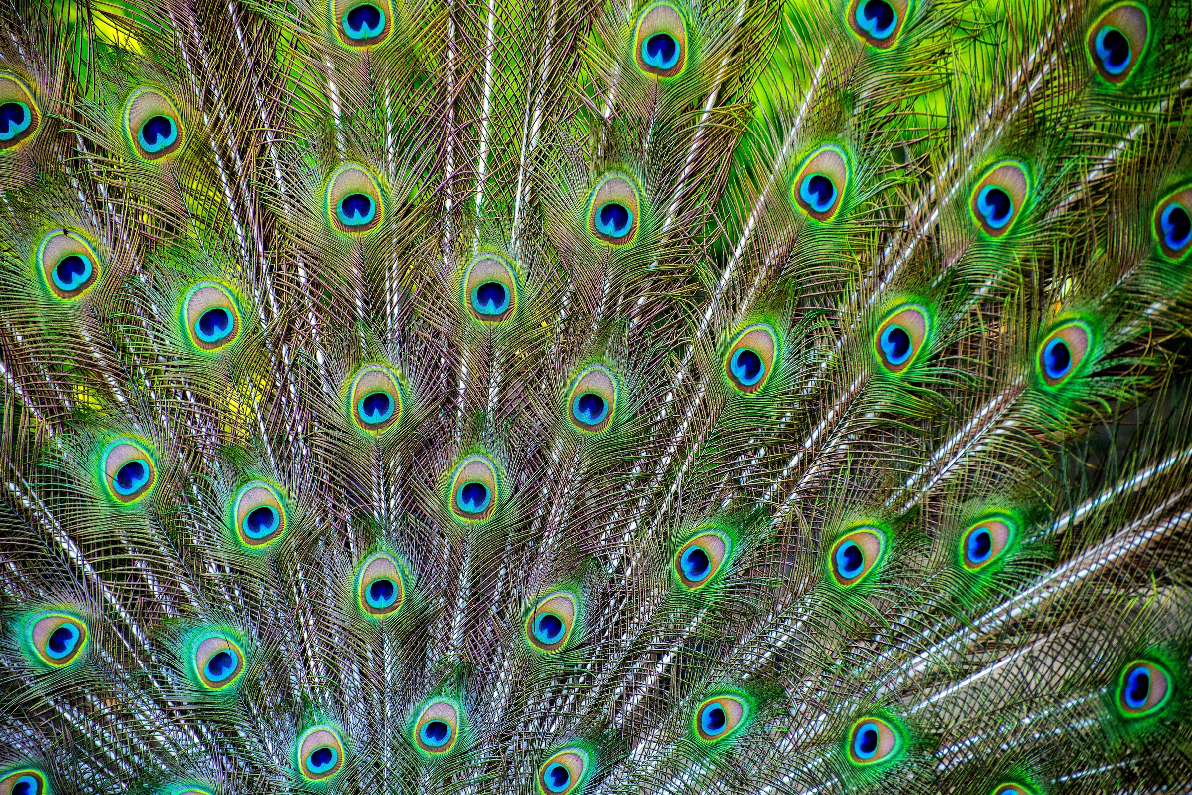 Detalle de ocelos azules y verdes entre las plumas de un pavo real.