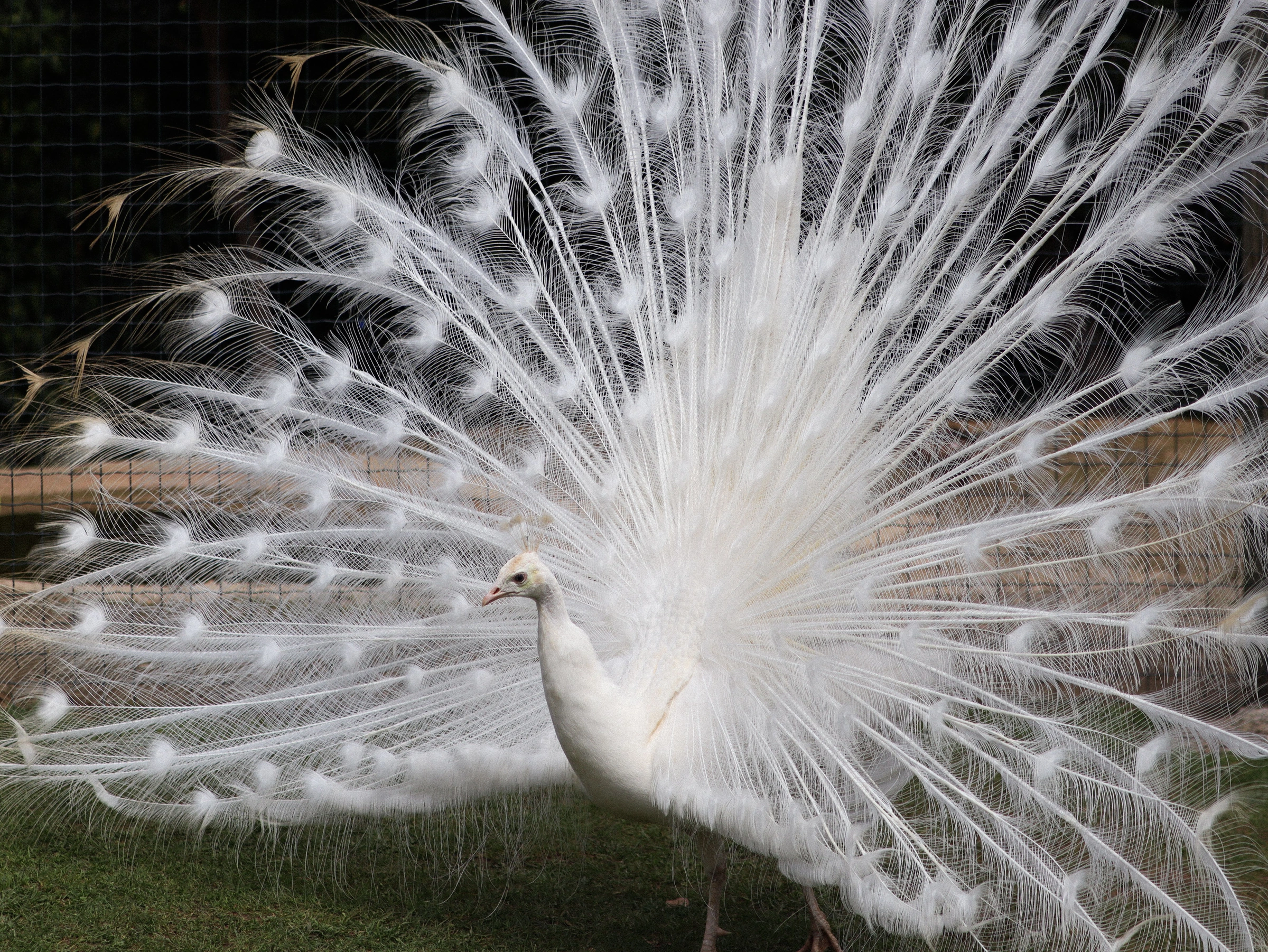 Pavo real blanco de perfil con el abanico de plumas abierto.