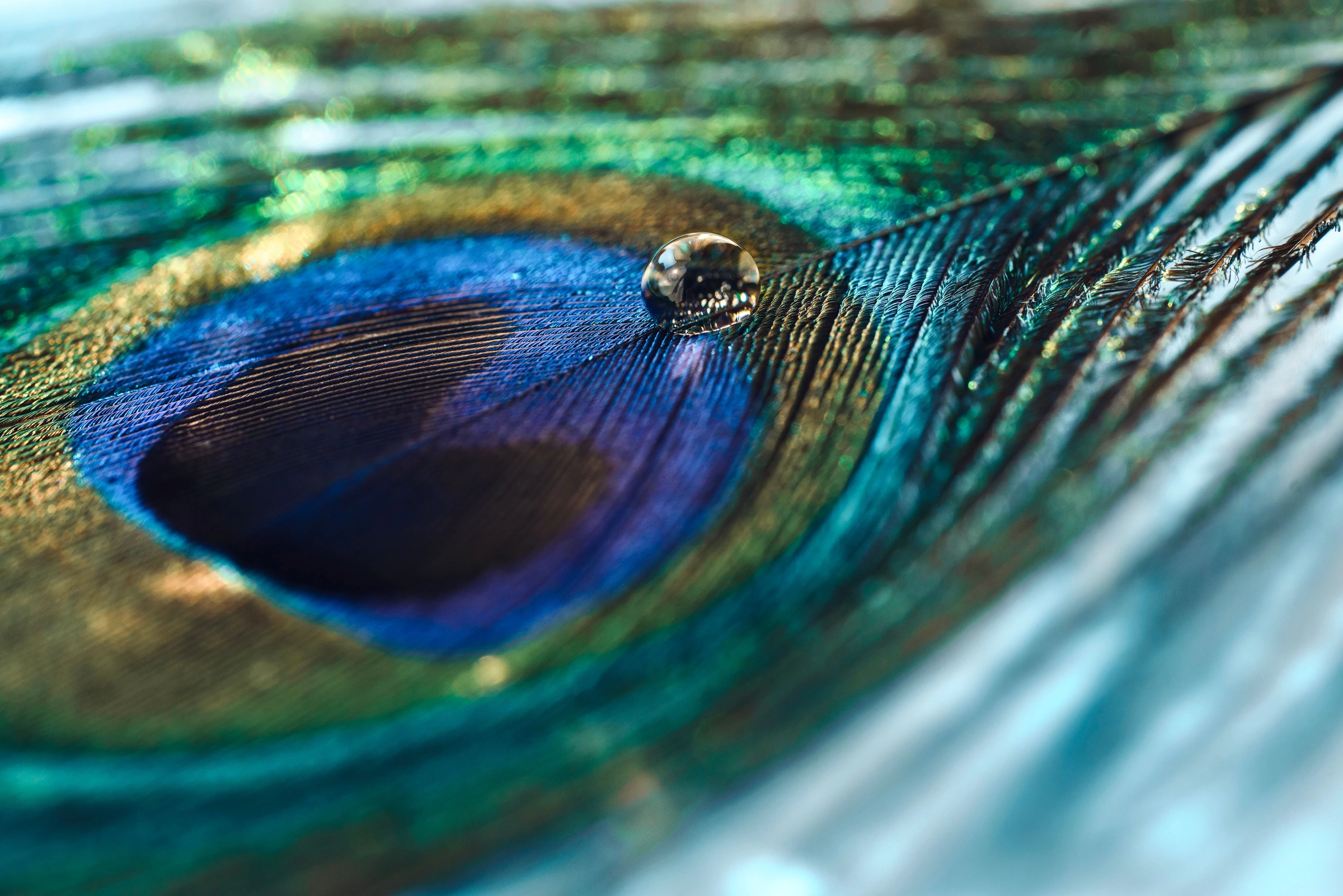 Detalle de una pluma de pavo real azul y verde con una gota de agua sobre sus barbas.