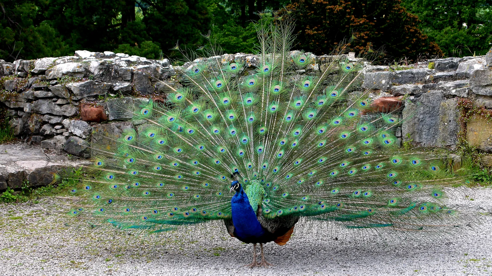 Pavo real macho con el abanico de plumas desplegado