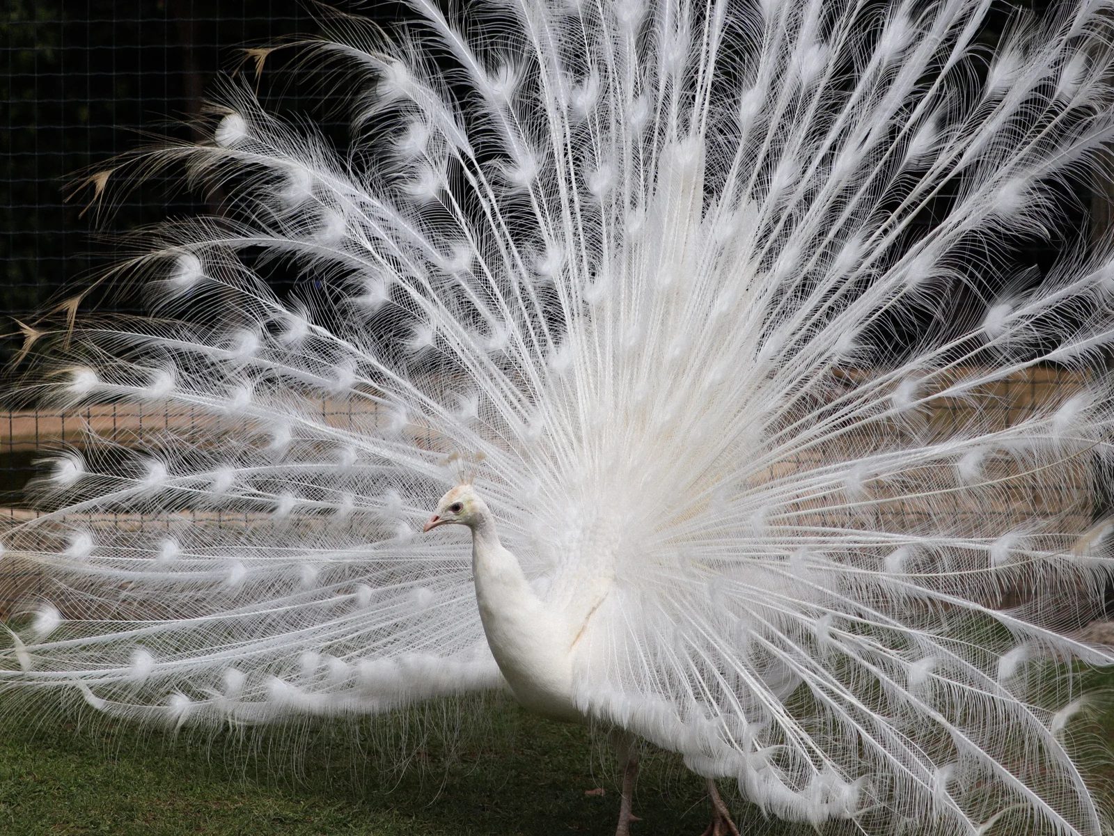 Pavo real de plumaje blanco con el abanico desplegado y los ojos oscuros.