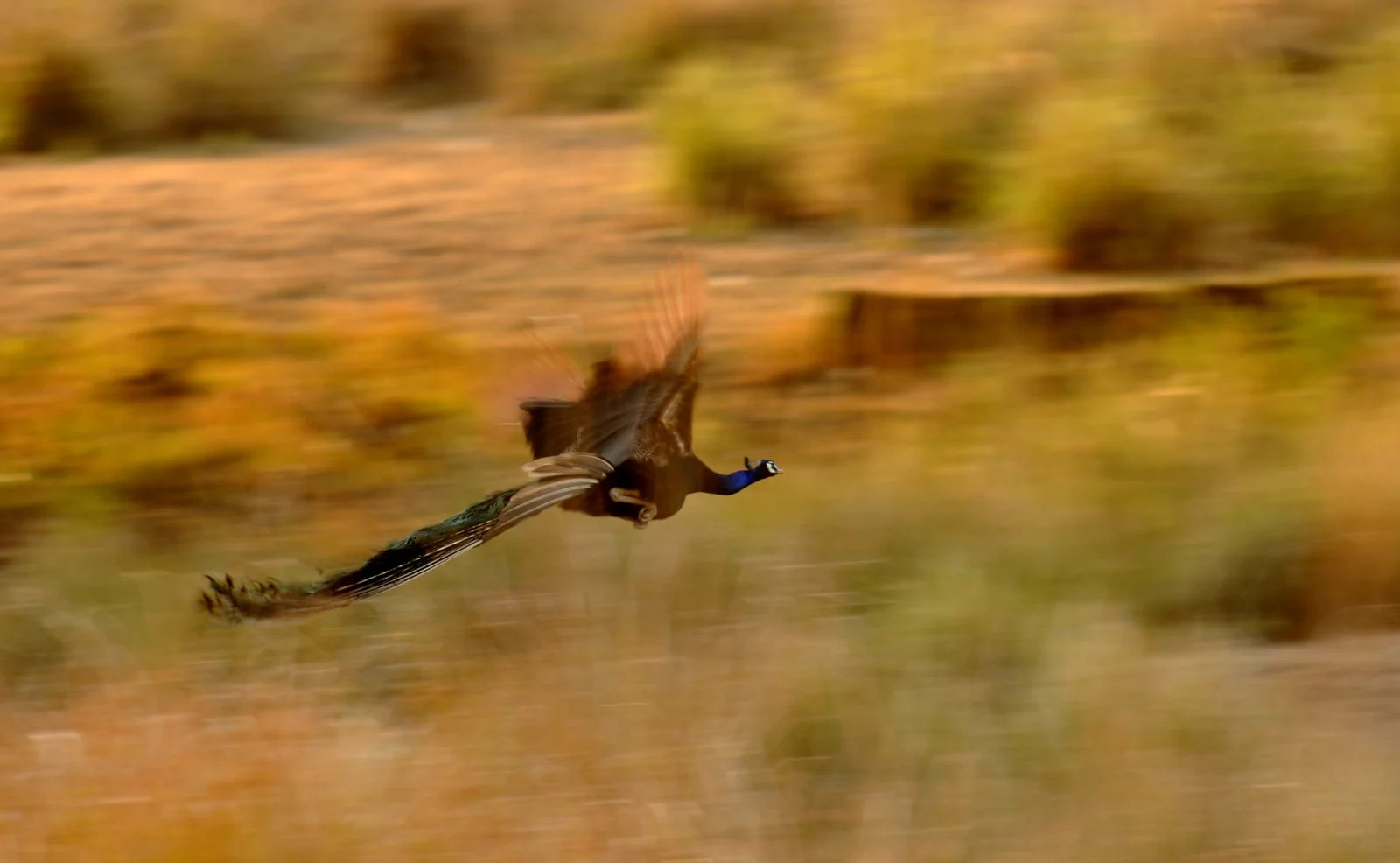 Un pavo real macho en vuelo con las alas abiertas y las largas plumas extendidas detrás.
