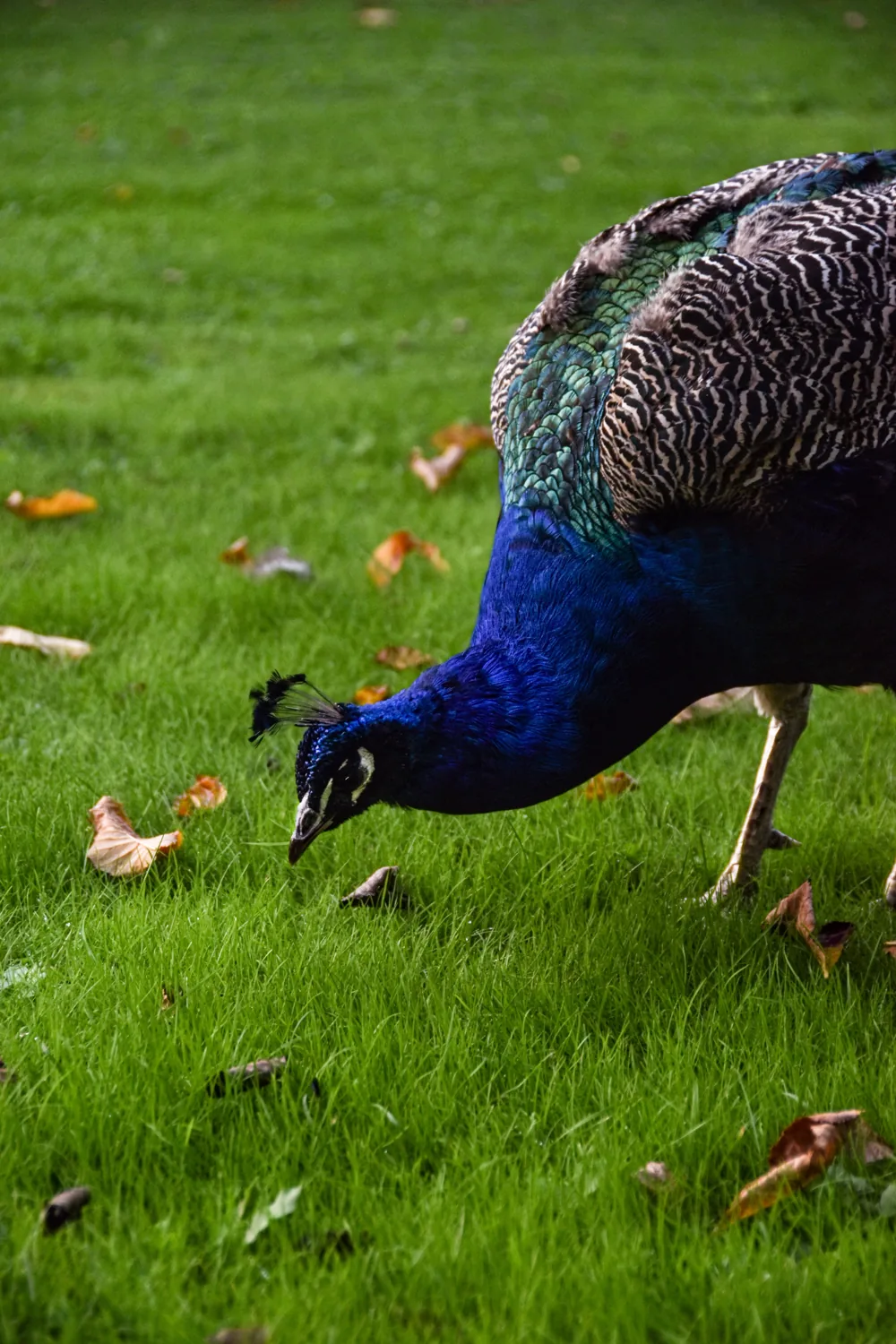 Pavo real con el pico dirigido al césped.