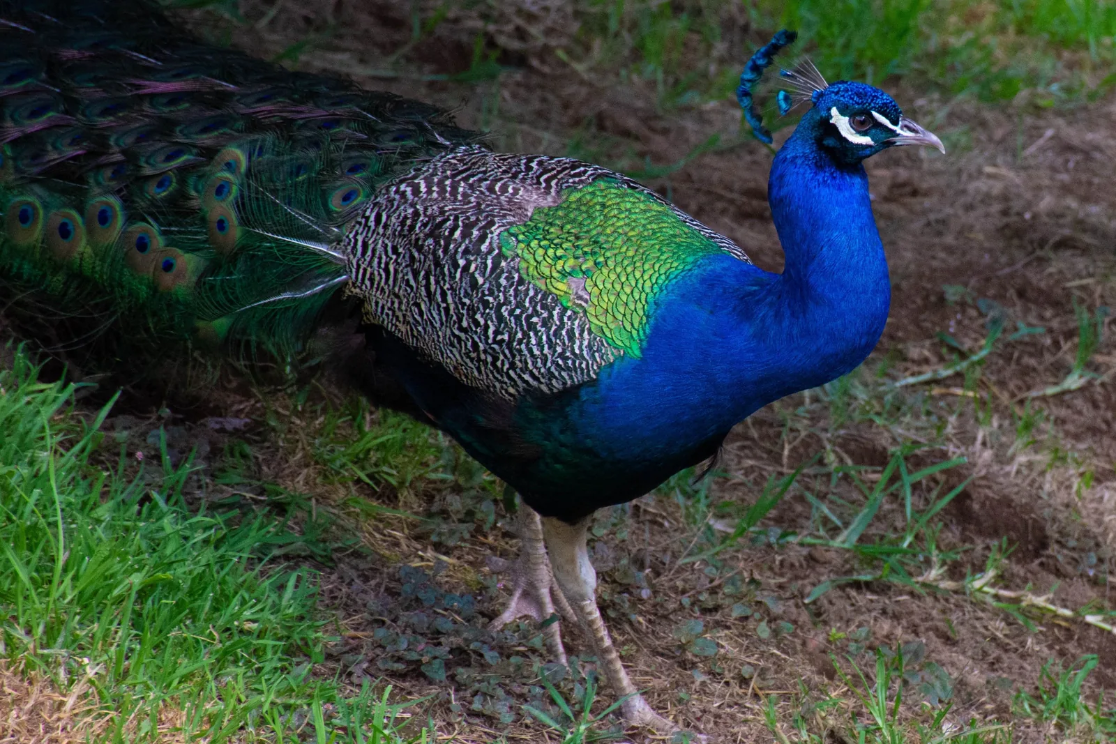Pavo real de plumaje azul y verde sobre el césped.