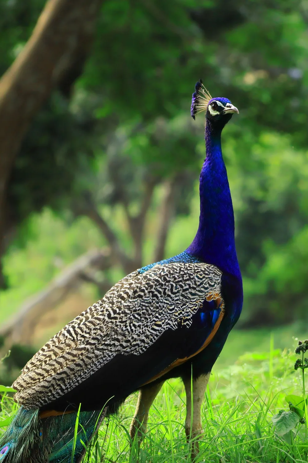 Pavo real de plumaje azul y alas moteadas entre vegetación en Masinagudi.