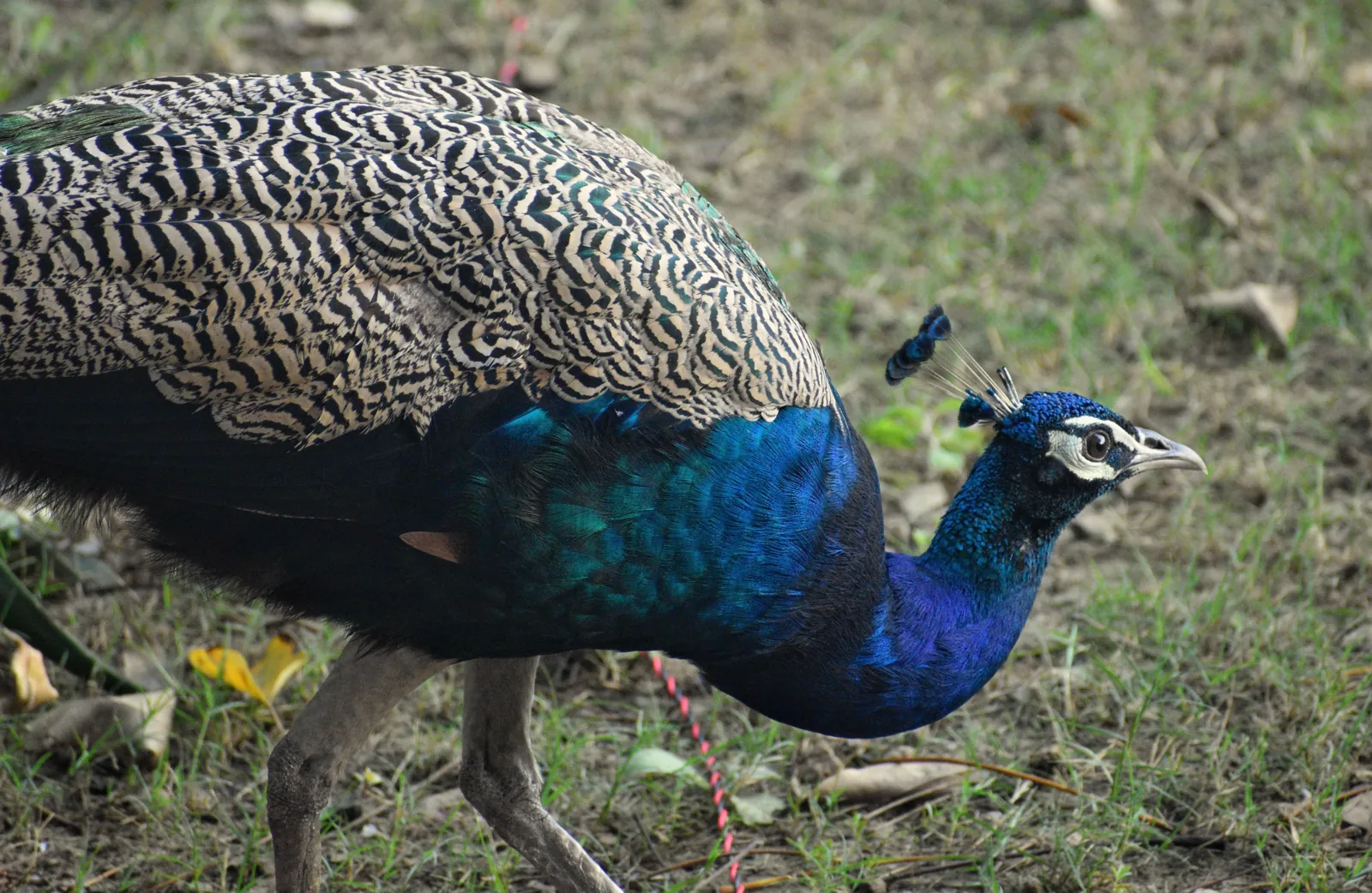Pavo real de plumaje azul con el cuello inclinado cerca del suelo.
