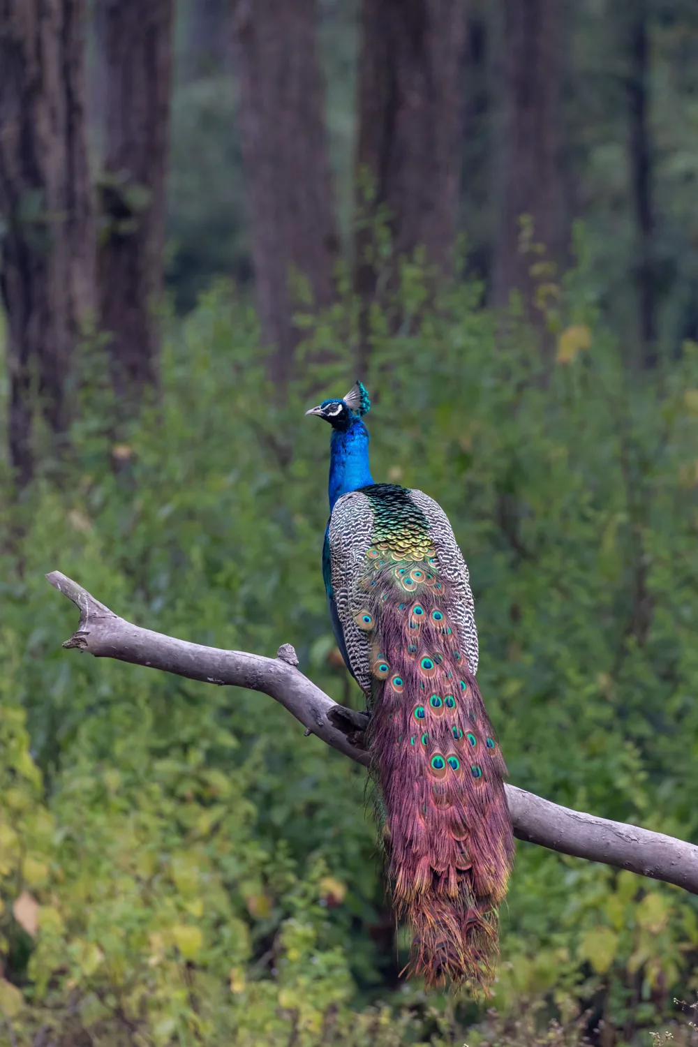 Pavo real posado en una rama con vegetación al fondo.