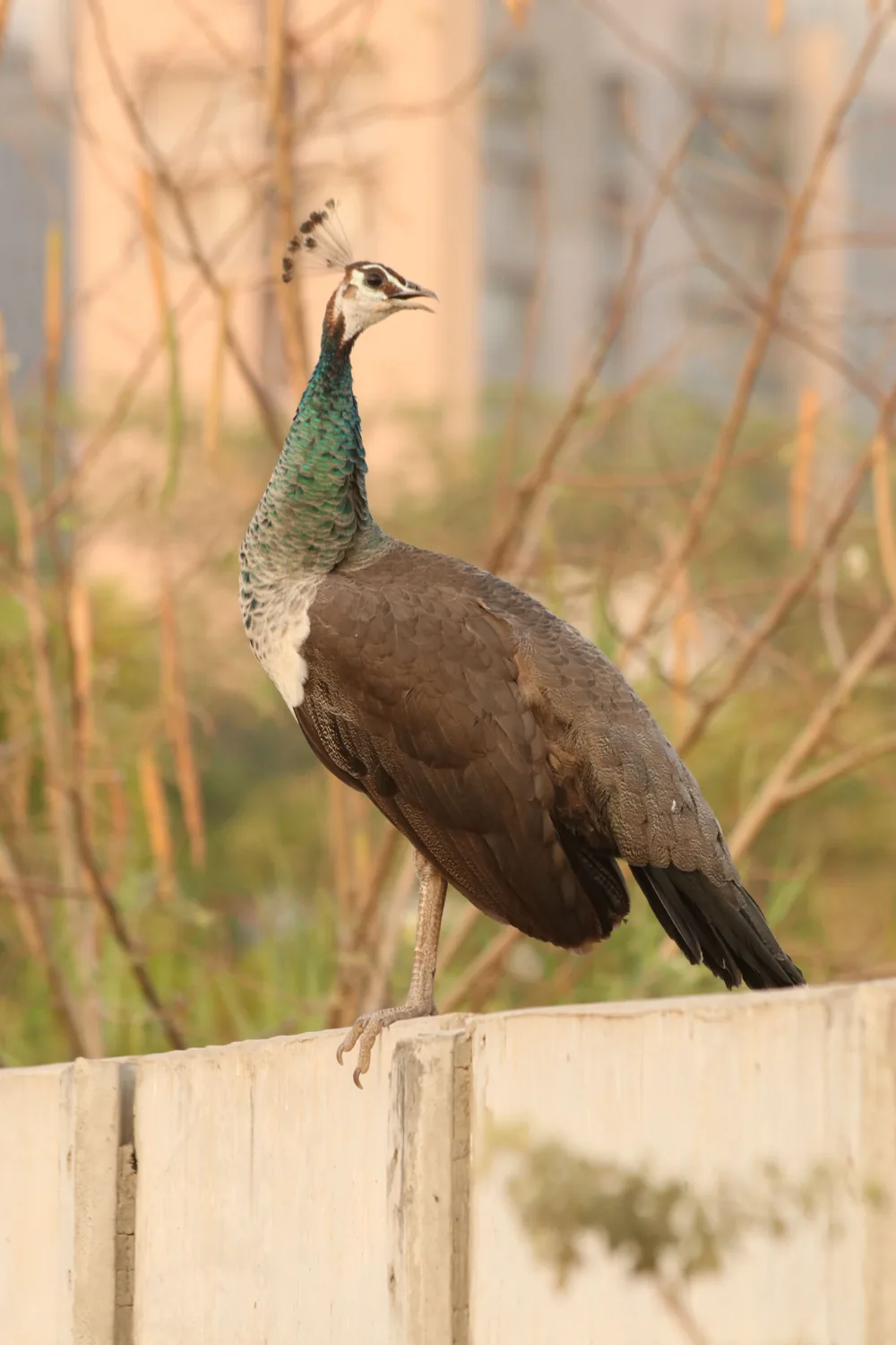 Pavo real de plumaje marrón y cuello verde sobre un muro en Ahmedabad.