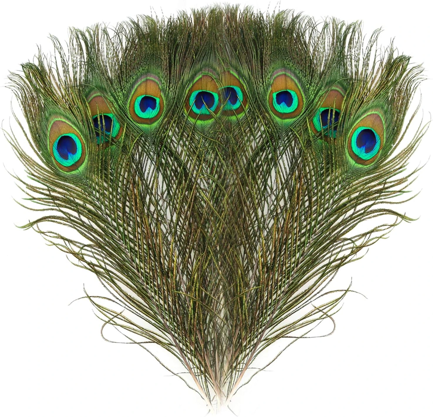 Quince plumas MWOOT con ocelo · 28–32 cm