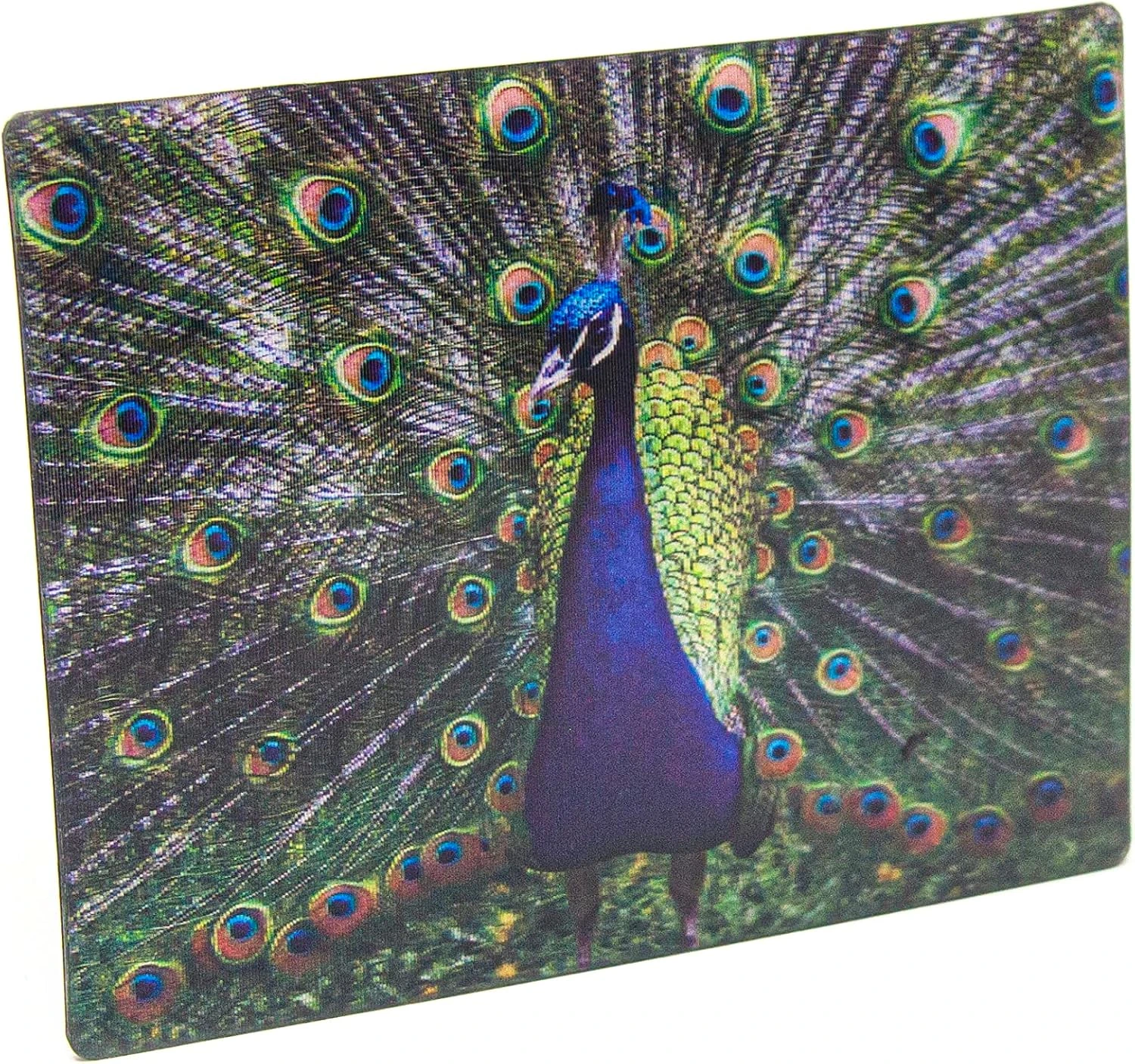 Imán Cornelissen con fotografía de pavo real