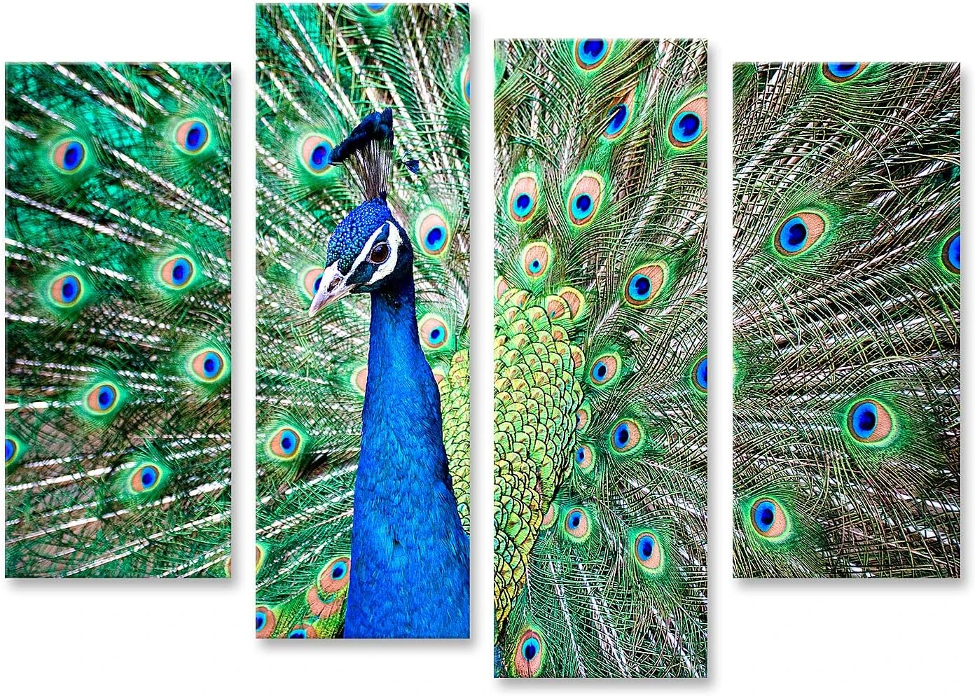 Lienzo Islandburner de pavo real en cuatro paneles