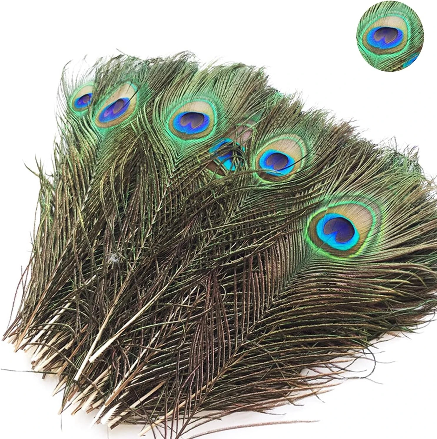 Veinte plumas con ocelo AOISORA · 25–30 cm