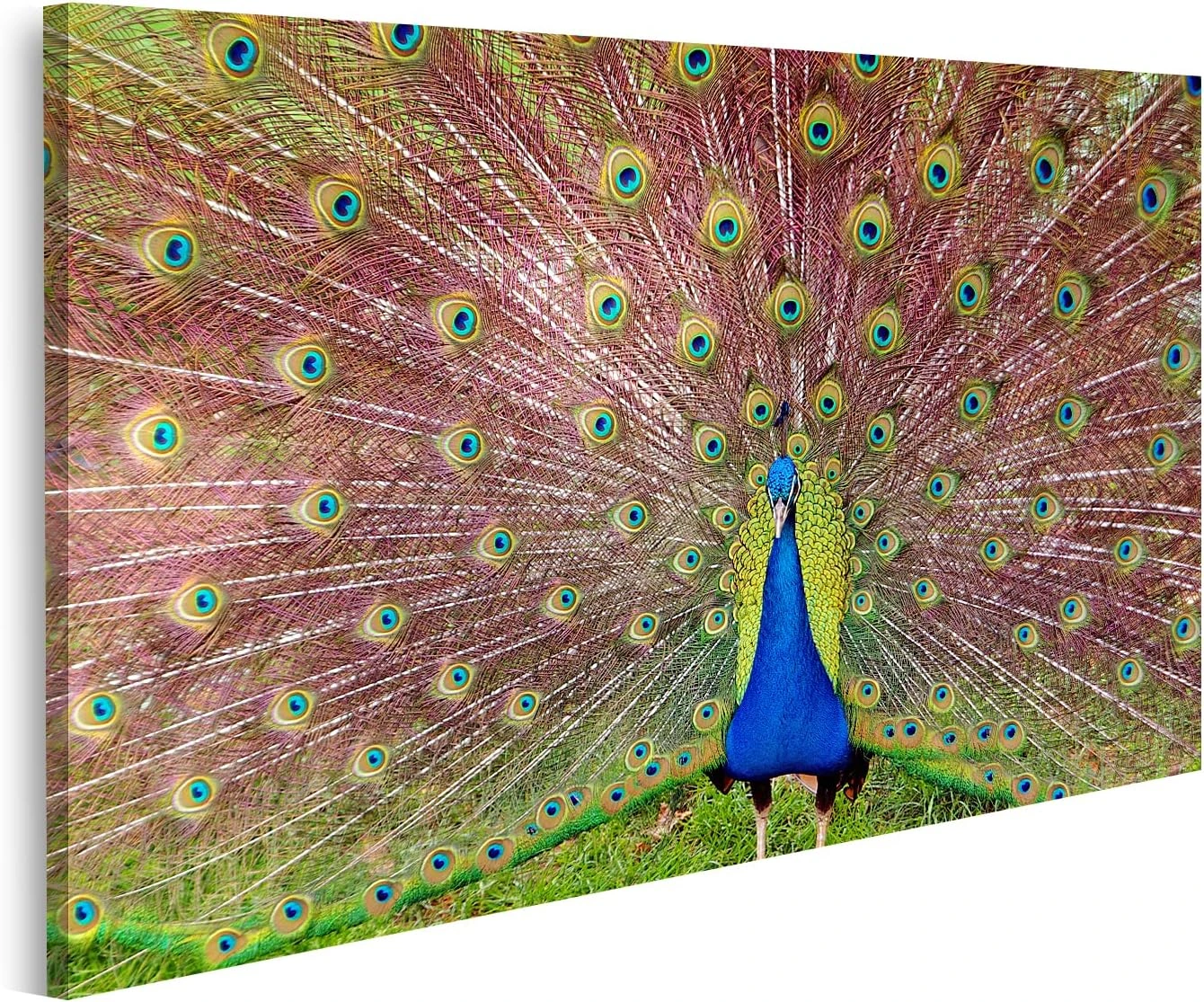 Lienzo islandburner Pavo Real 17A · 100 × 57 cm