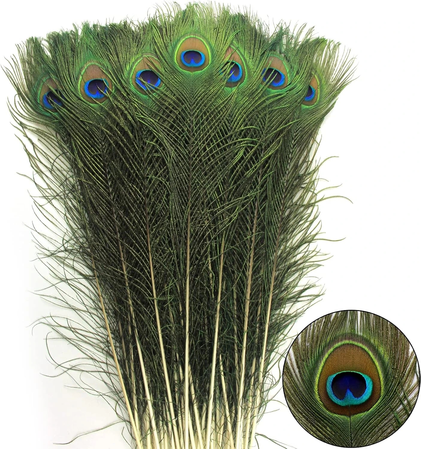 Lote de plumas largas con ocelos · 80–90 cm