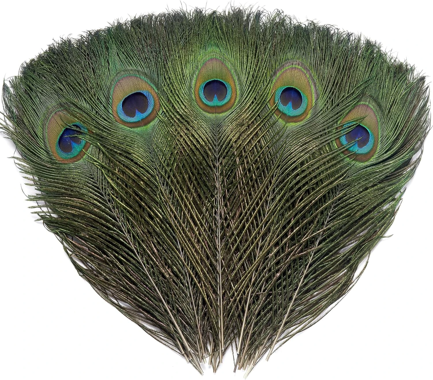 Dieciséis plumas Ballinger de pavo real · 25–30 cm