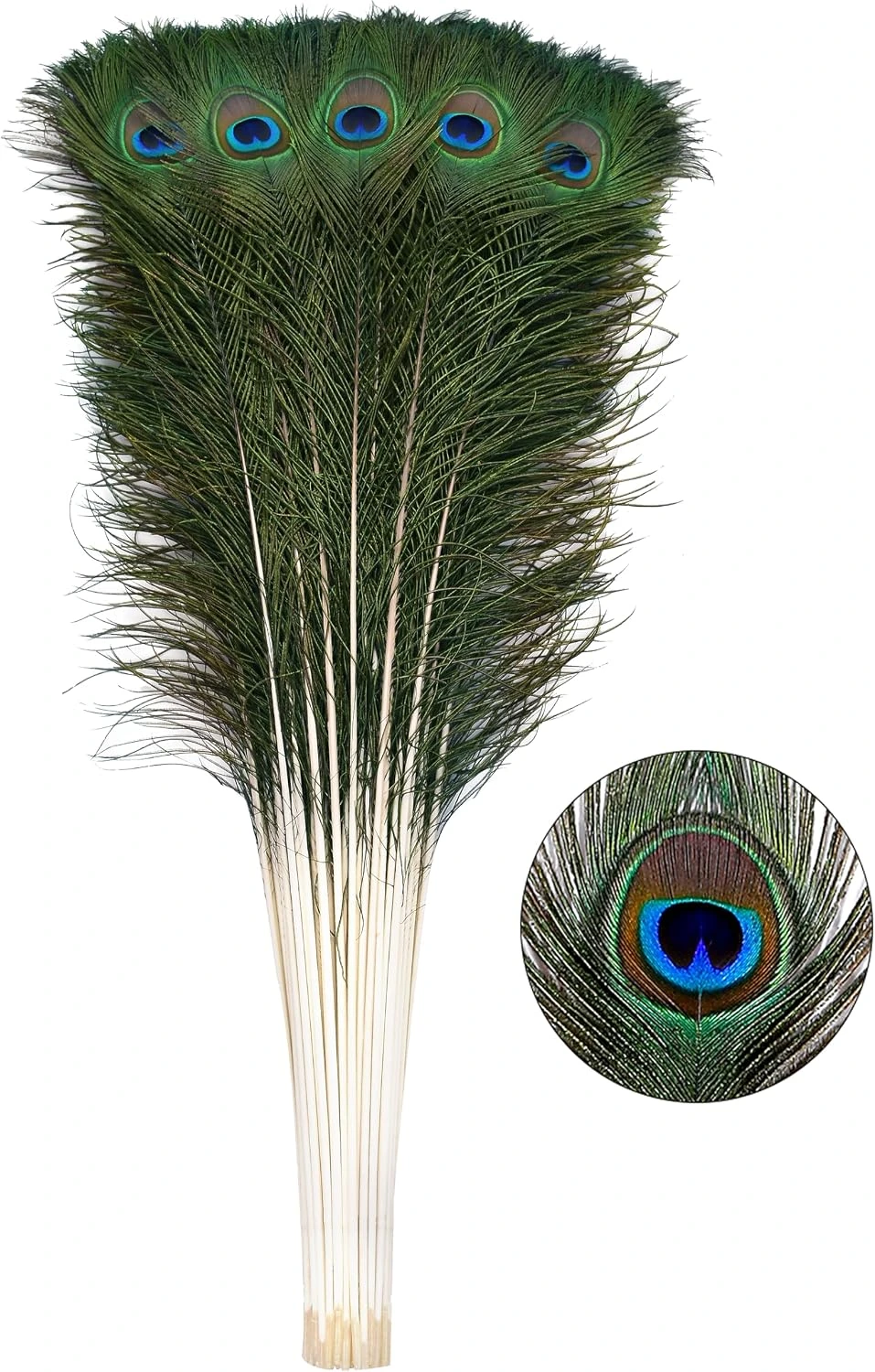 Doce plumas largas Ballinger con ocelo · 81–89 cm