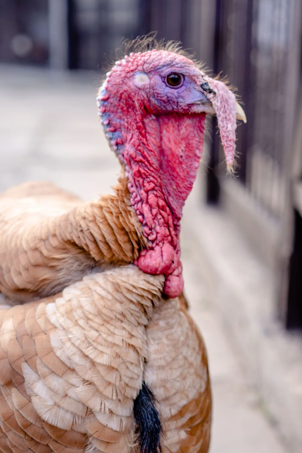 Retrato de un pavo común con cabeza y carúnculas rosadas.